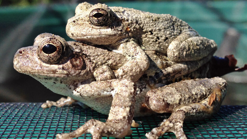 Too many choices complicate female frogs’ sex lives