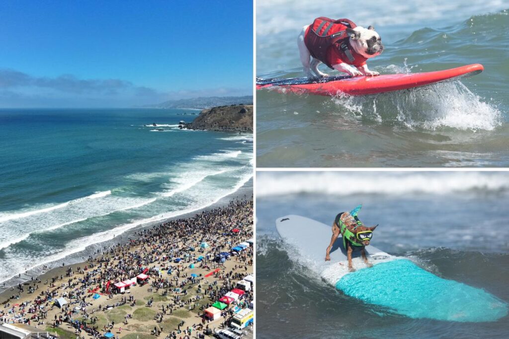 Top dogs steal spotlight at California surf contest as canines conquer waves