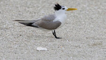 53 cases confirmed as virus spreads to more birds in South Australia and Victoria