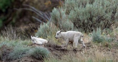 Status of ‘iconic’ mountain goats living near evacuated B.C. community is uncertain