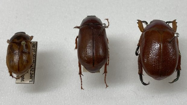 Christmas beetles have notably thicker legs than other beetle species. From left: an Argentinian scarab beetle, a cane beetle species, and a Christmas beetle.