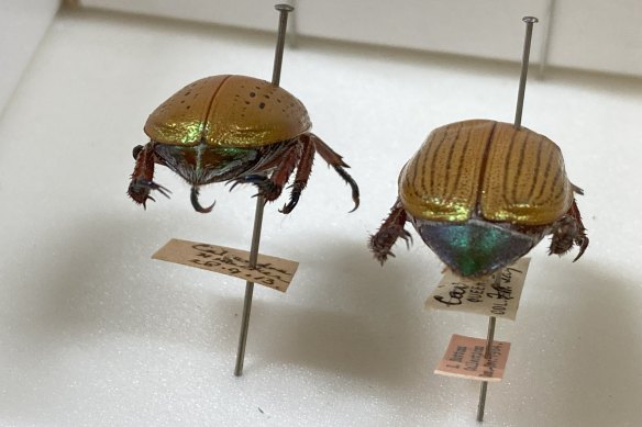 The hair on the rear abdomens of these beetles – pallidicollus (left) and boisduvalii (right) – can help you tell them apart.