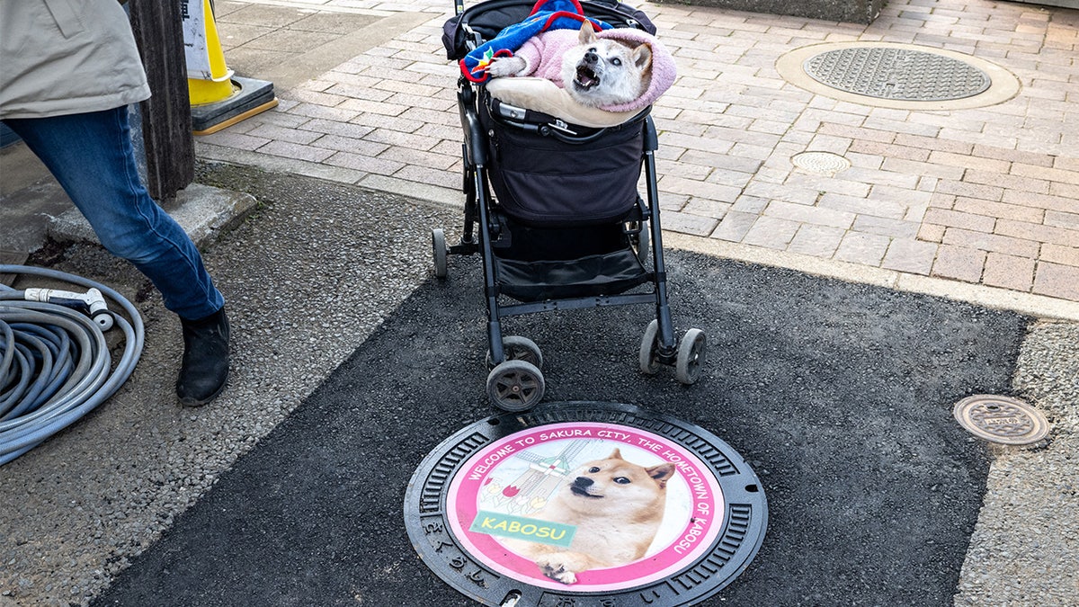 The shiba inu who inspired the Doge meme in a stroller near a logo that bears her famous image