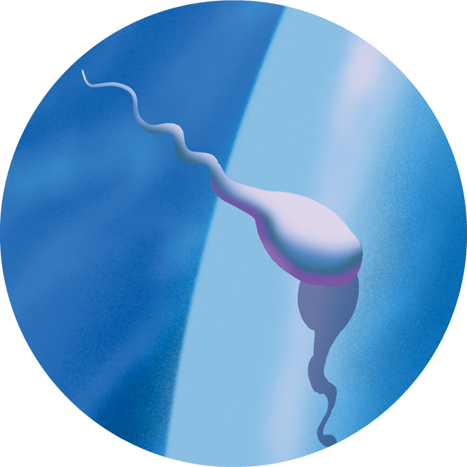 A circular illustration of a sperm touching being blocked from an egg