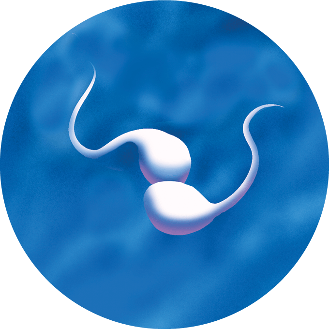 A circular illustration of two sperm running into each other while swimming in opposite directions