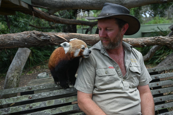 Halls Gap Zoo owner Mark Treweek with one of the zoo’s biggest attractions, the red panda.