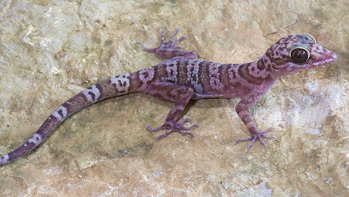 A Cyrtodactylus sanpelensis gecko against a tan background.