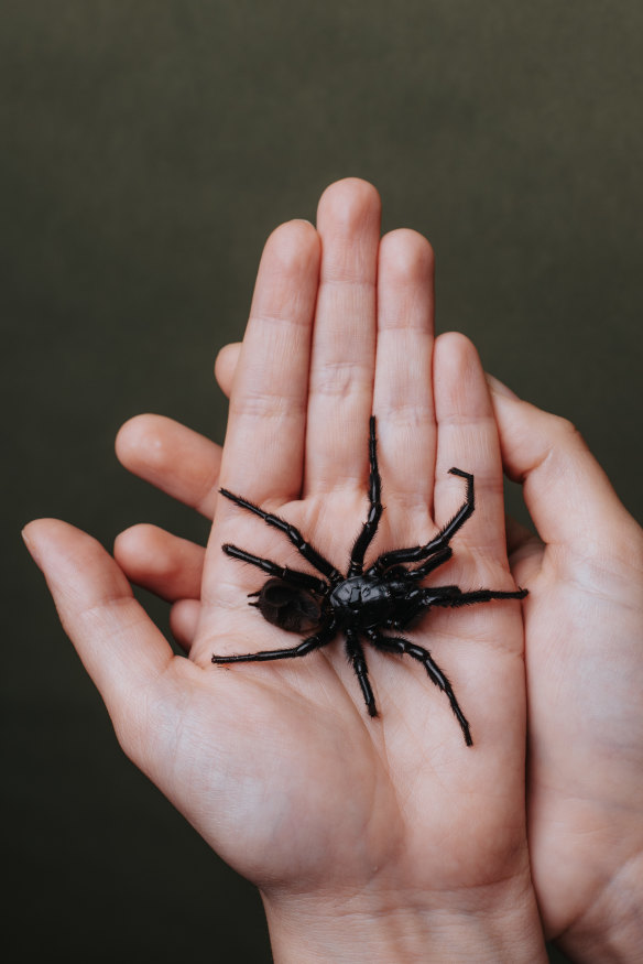 A normal male funnel web might grow a 2.5 centimetre body. A newly described species easily doubles that. (Note: do not handle funnel webs.)