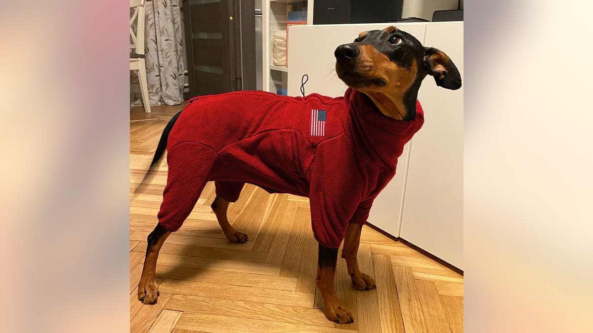 A full body fleece that'll keep your dog toasty. 