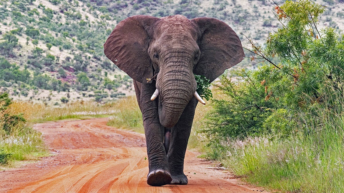 South Africa elephant