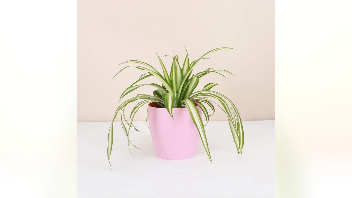 The spider plant is a great air filtering option.