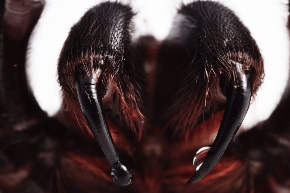 The fangs of a funnel web.