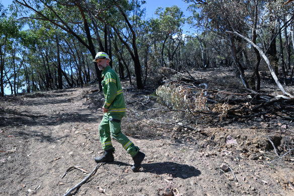 Forest Fire Management Victoria operations officer Jonathon Almond surveys the fire ground near Bellfield, on the edge of Halls Gap.