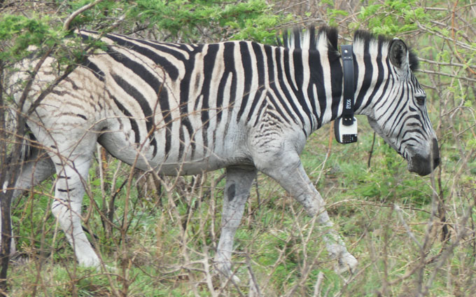 A zebra wearing a collar with a video camera attached to the front