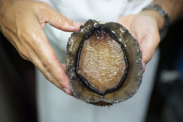 A blacklip abalone.