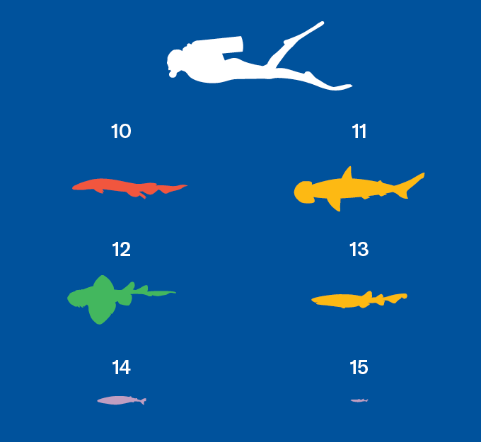 6 outlines of sharks with the largest of this cluster being (10) being a frilled shark, the second (11) being a bonnethead shark, the third (12) being a tasselled wobbegong shark, the fourth (13) being swell shark, the fifth (14) being a cookiecutter shark, and the sixth (15) being a dwarf lanternshark. In the corner is a scuba diver for size comparison.