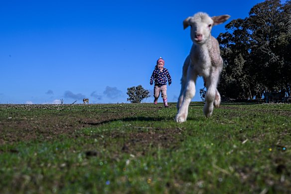 Recent rain has brought some relief to farmers, such as this farm in Benalla.