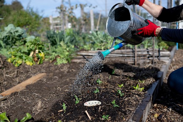Educational programs at CERES teach children about gardening and sustainability.