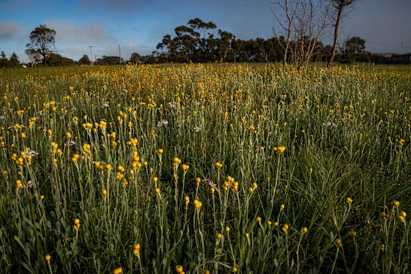 The Woorndoo Common in full flower.