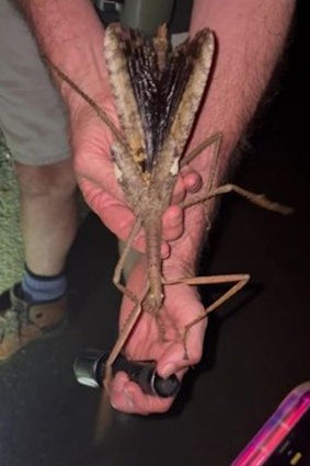 The 40-centimetre-long insect is yet to be named.