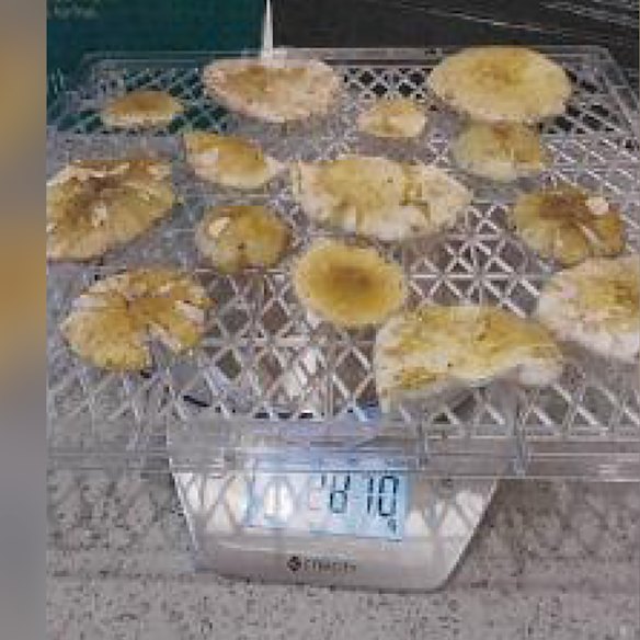 Mushrooms dehydrating on scales in Erin Patterson’s home, in a photo exhibit to the court.
