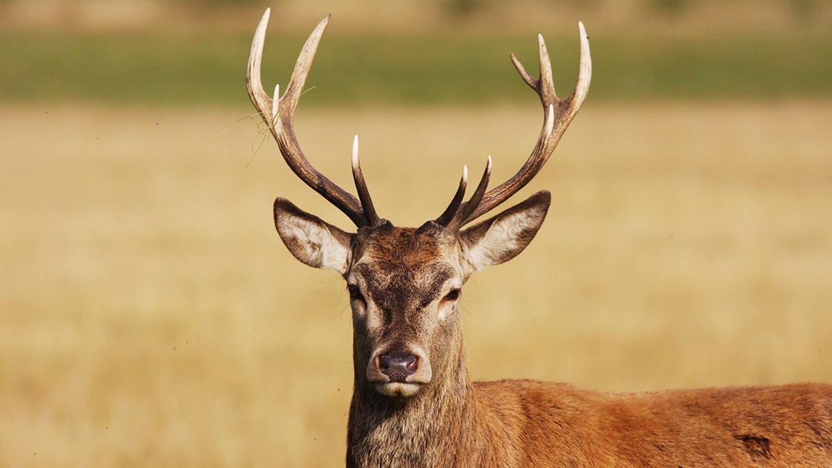 red deer stag