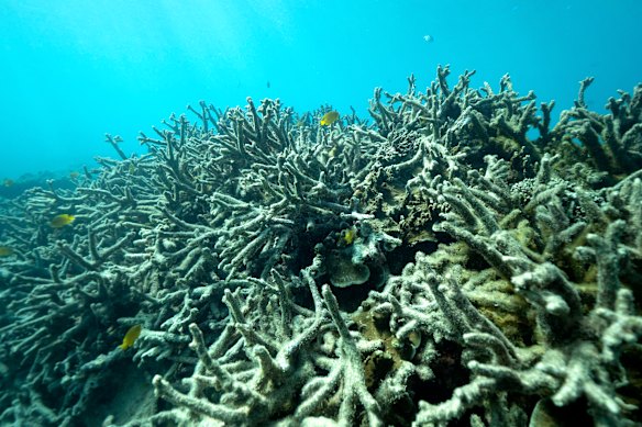  Marine biologists have described weeping when they saw the damage to Ningaloo Reef.