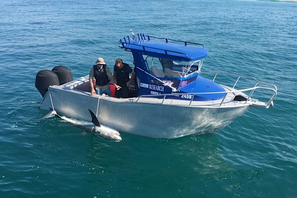 A shark being tagged and checked by DPI after being caught on a drum line.