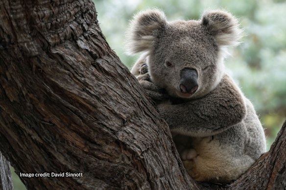 Koala: down from the trees and onto the streets?