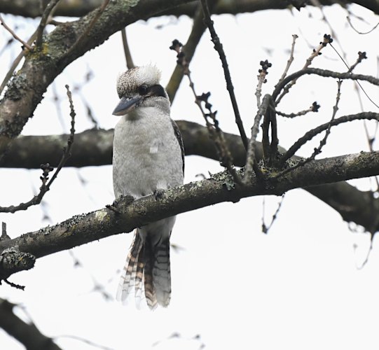 A kookaburra resident of the Bellbird area of Blackburn.