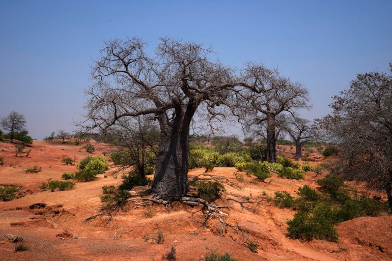 Baobab