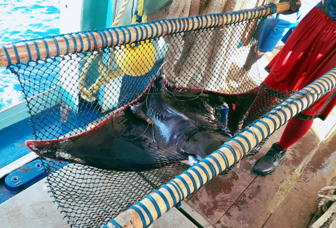 A ray on a mesh stretcher