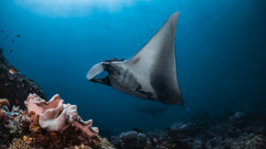 Scientists and fishers have teamed up to find a way to save manta rays