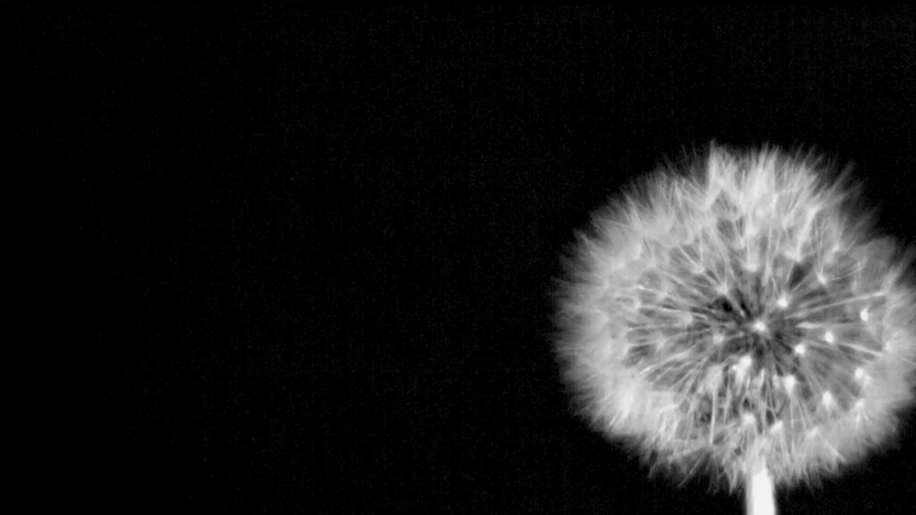 How dandelions rig the odds for catching upward gusts