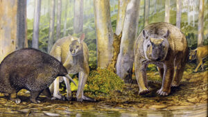An ancient bone recasts how Indigenous Australians treated megafauna