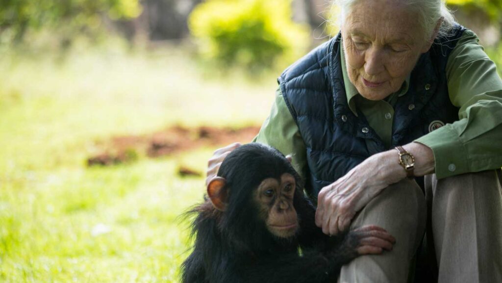 What Jane Goodall taught me about bones, loss and not wasting anything