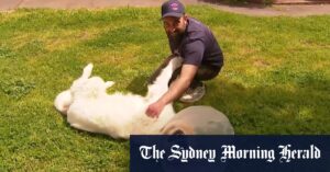 Dog-napper sentenced after stealing much-loved pet