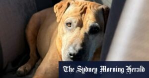 Family demand action after dogs stabbed