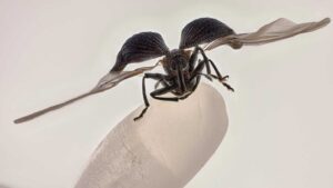A rice weevil frozen in flight won the 2025 Nikon Small World photo contest
