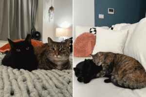 Rescue Cat Spends 2 Years in Shelter—Finally Gets Second Chance