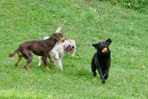 Labrador Has Sleepover With Retriever Cousins, ‘Only Child’ Mood Goes Viral
