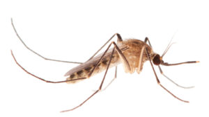 Subway mosquitoes evolved millennia ago in ancient Mediterranean cities