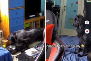 Dog Owner Suspicious After Window Blinds Fall—Then Checks Security Camera