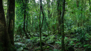 Australia’s tropical forests now emit CO₂, clouding the COP30 talks