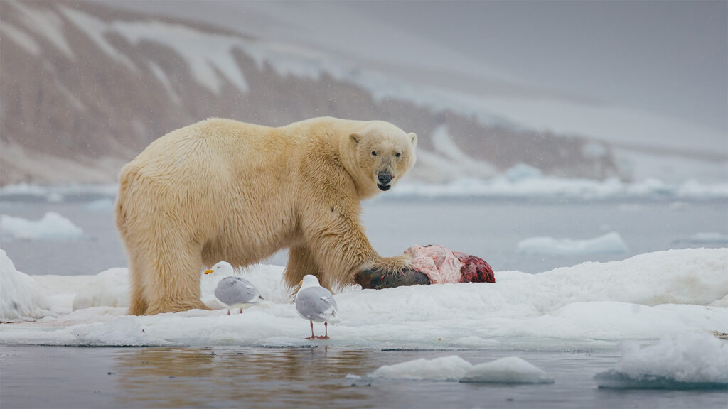 Polar bears provide millions of kilograms of food for other Arctic species