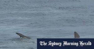 Shark feeding frenzy at Gold Coast beach