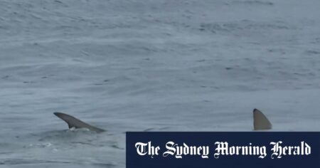 Shark feeding frenzy at Gold Coast beach