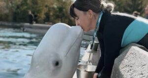 ‘We need to get them out’: Beluga trainer fired by Marineland speaks out
