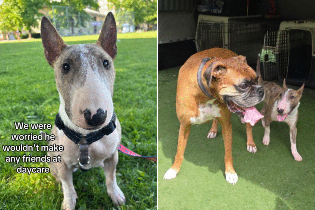 Owner Feared Dog Wouldn’t Make Friends at Day Care—Then Come the Photos