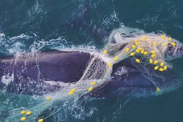 Why does this horror continue?